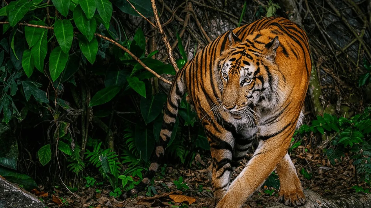 periyar-tiger-reserve.webp